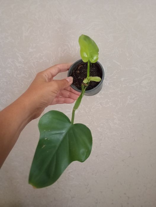 Філодендрон лайм, папірус, н-джой, каланхоє