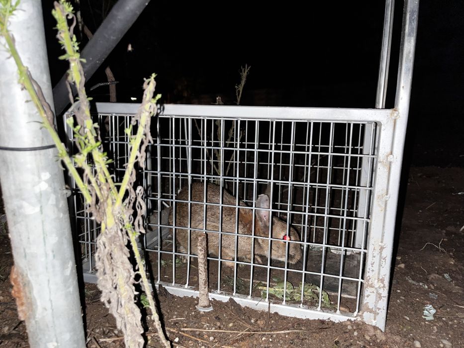 Armadilha para coelhos