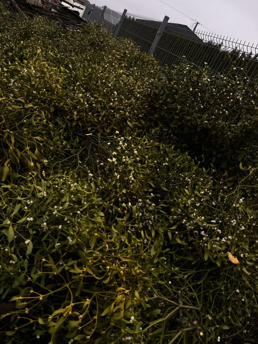 Jemioła hurt detal wianki pęczki kule