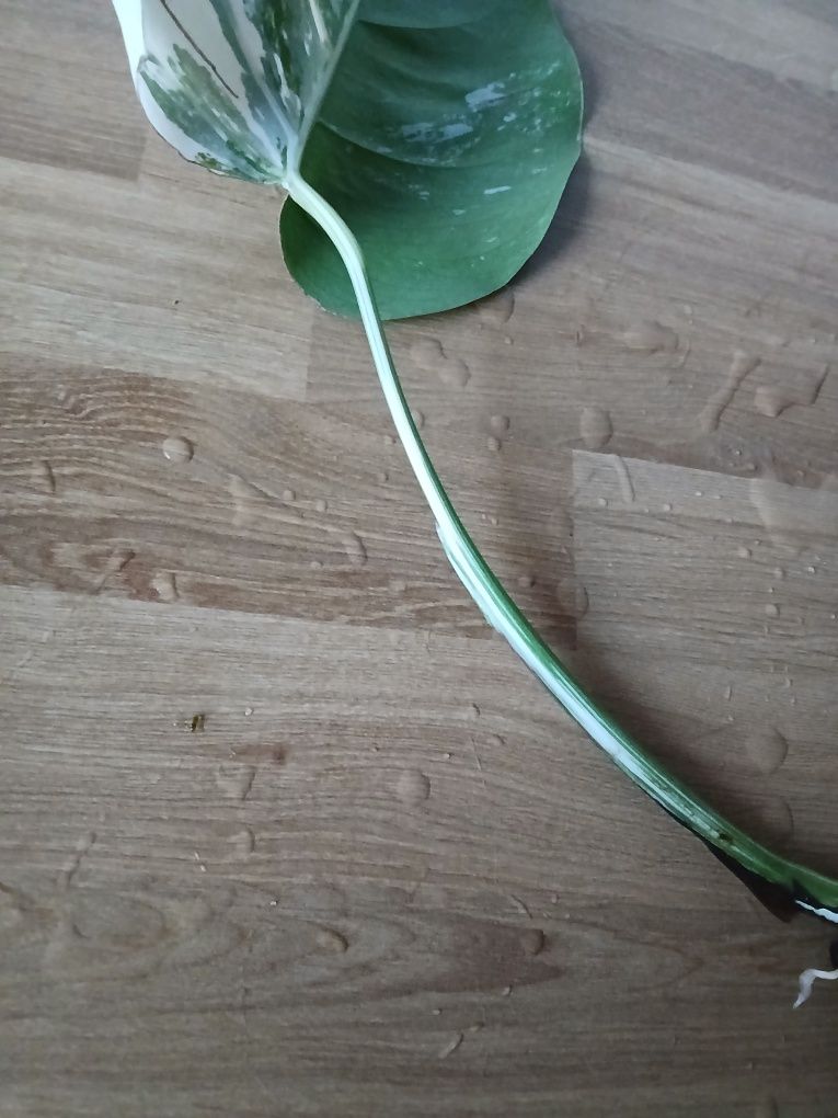 Monstera Variegata
