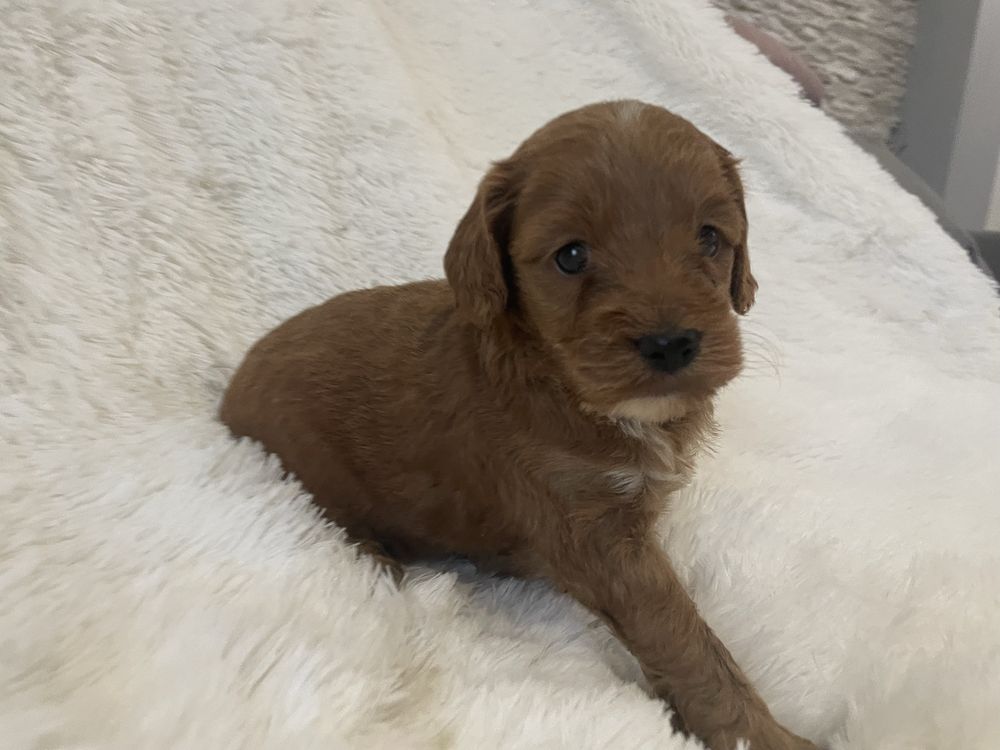 Cockapoo suczki szczeniaki