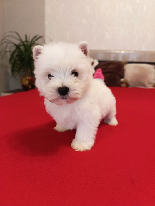 West Highland White Terier piesek z rodowodem