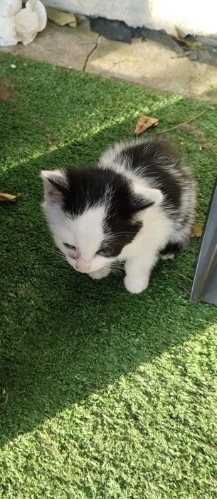 Kotki i kocurki do oddania za darmo