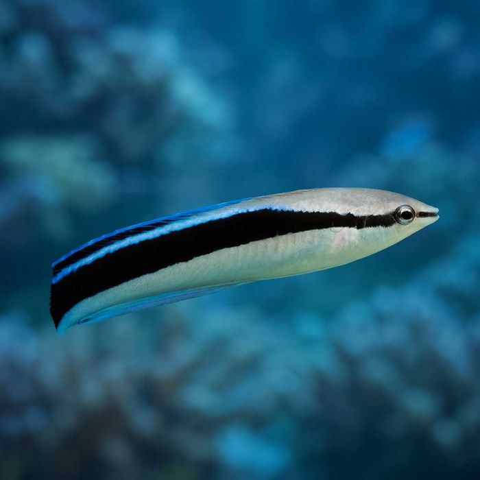 Labroides dimidiatus [Ryba Morska] [Akwarium Morskie]