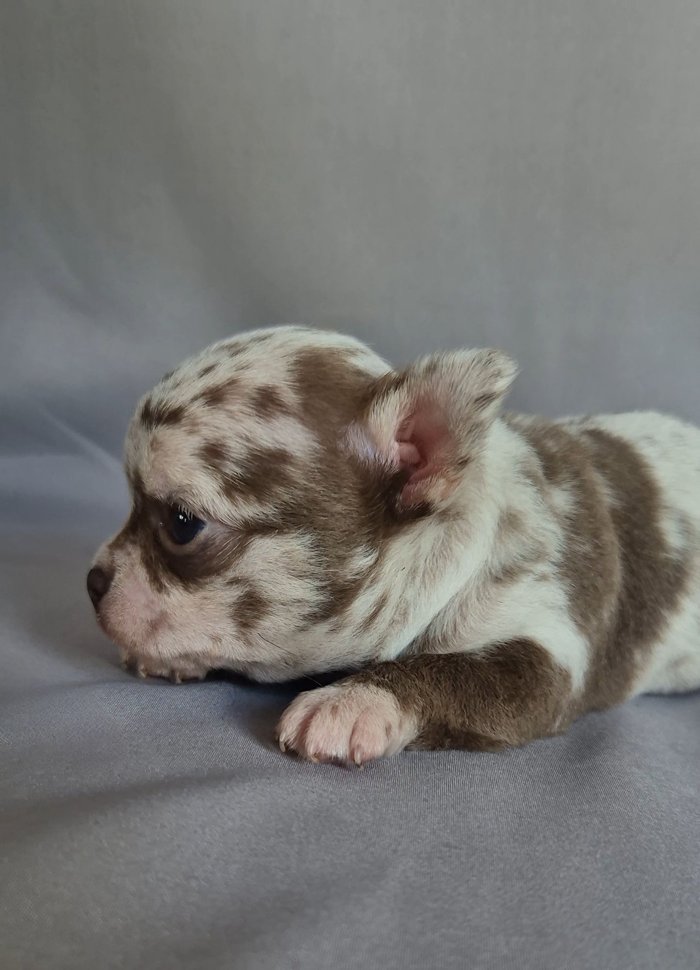Choco merle przepiękny chłopczyk chihuahua