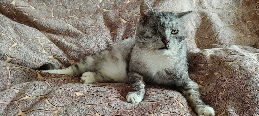 Koci sebior szuka domku