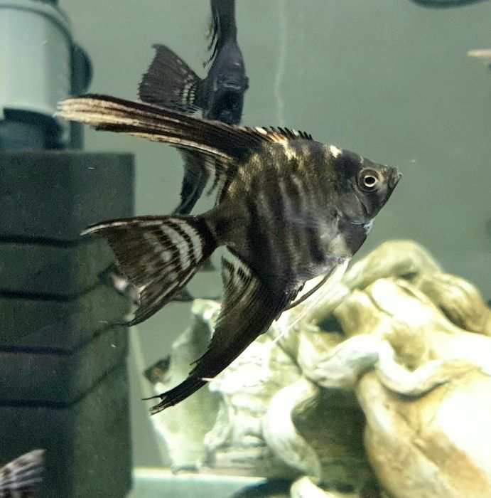 Скалярія (Скалярия)