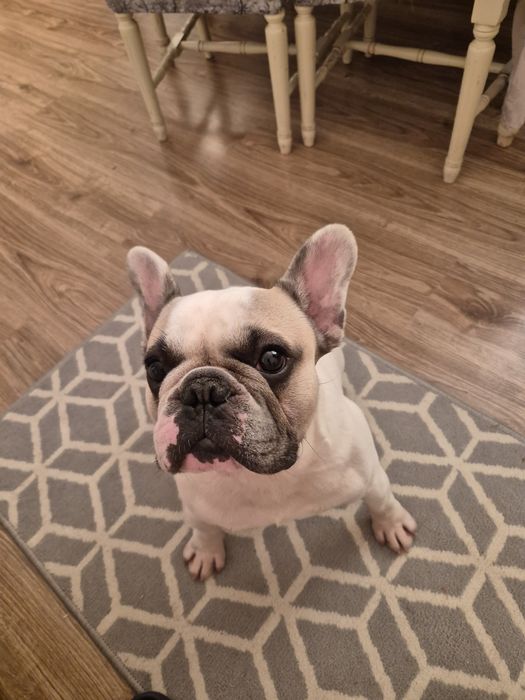 Buldog francuski