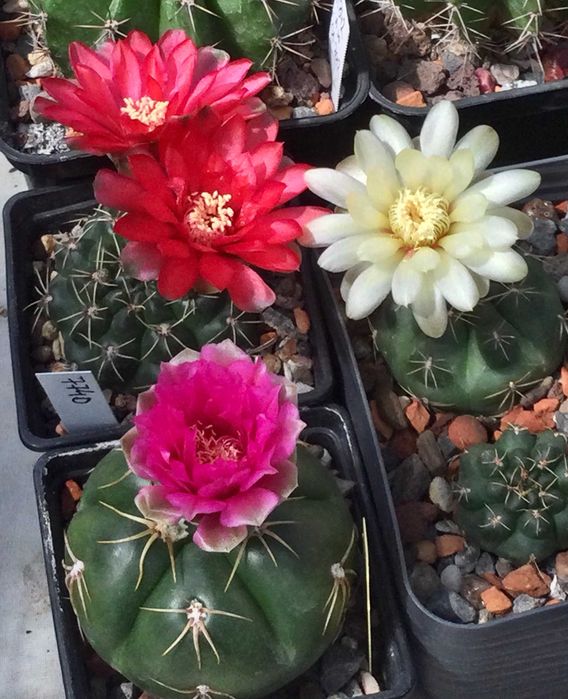 Nasiona Gymnocalycium baldianum + hybrydy - kaktusy