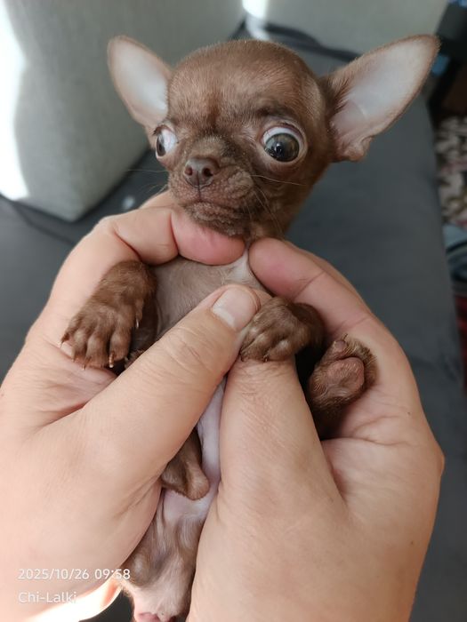 Chihuahua chłopiec samiec  xxxxs ultra maly