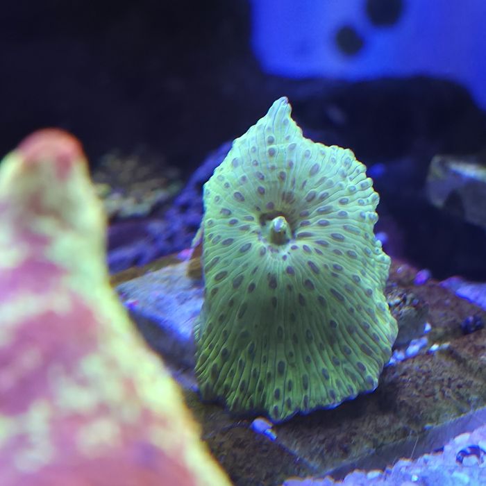Discosoma leopard