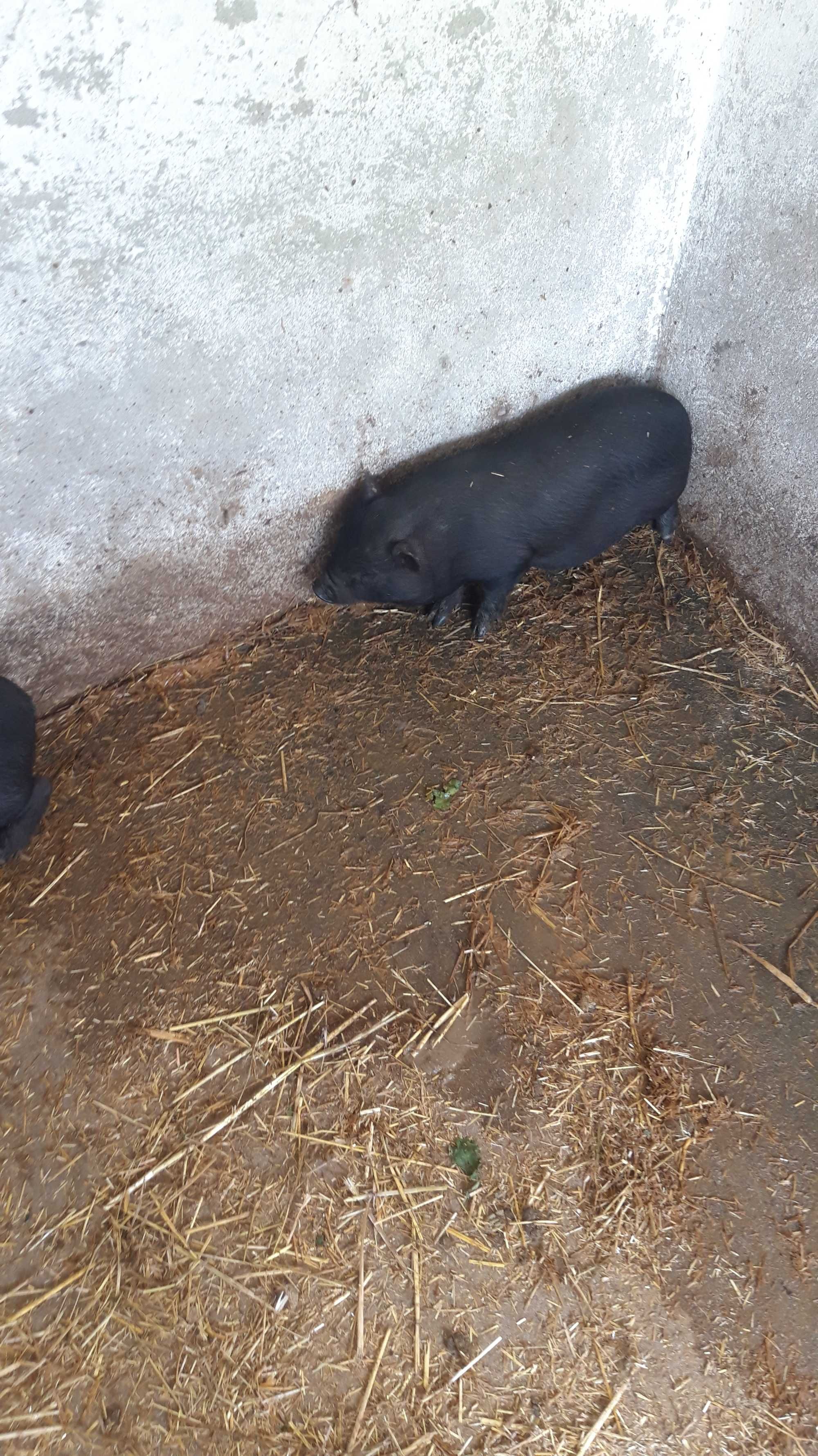 2casais de porcos vietnamitas