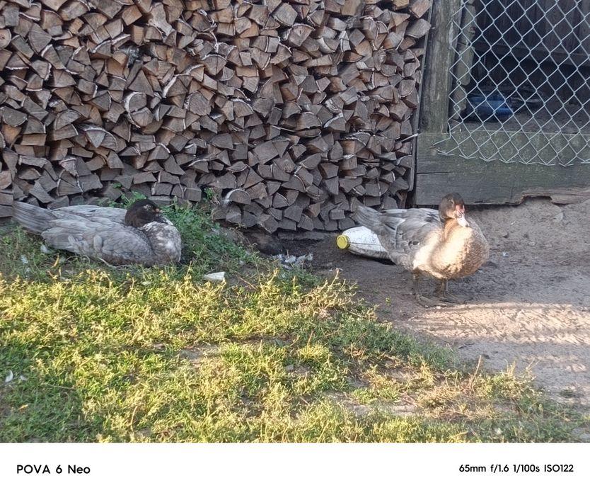 Продам  качура  по домовленій ціні