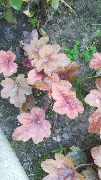 Гейхеры со сврего сада