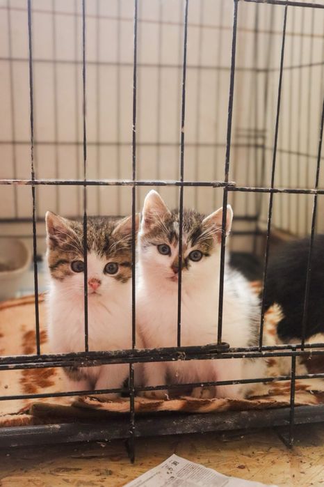 Male kotki polecaja sie do adopcji