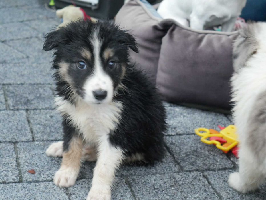 Border Collie - piesek
