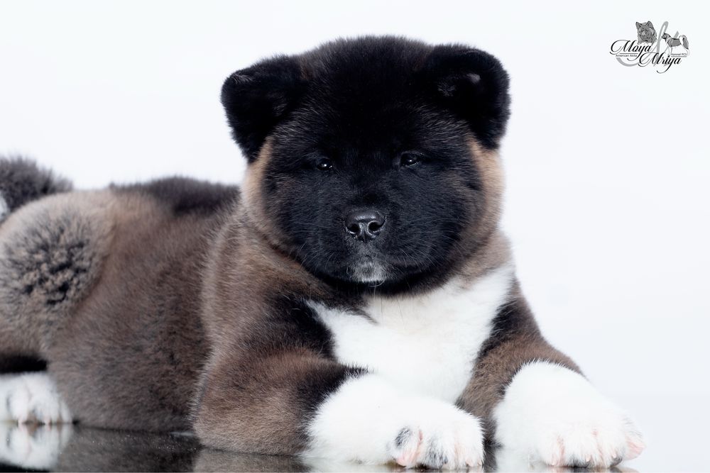 Американскька акіта/ американская акита / american akita