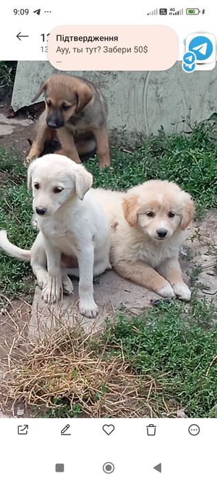 Віддам безкоштовно в надійні руки