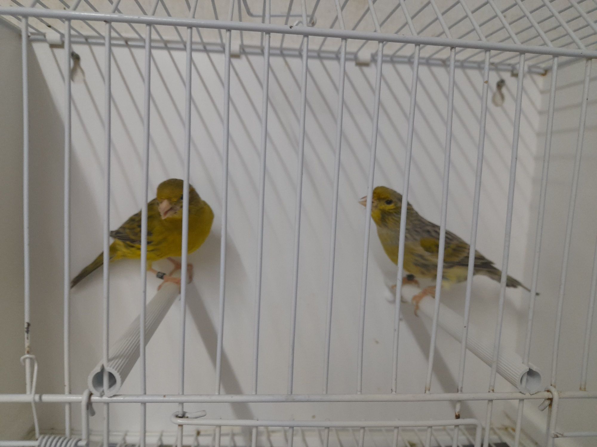 Canarios topazio amarelo e portadores