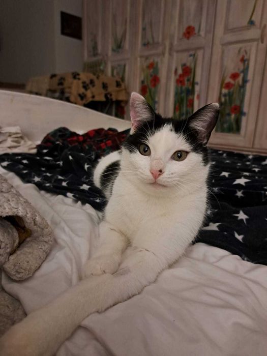 Kocurek szuka kochającego domu