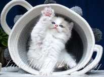 Kotka seal bicolor ragdoll FPL/FIFE