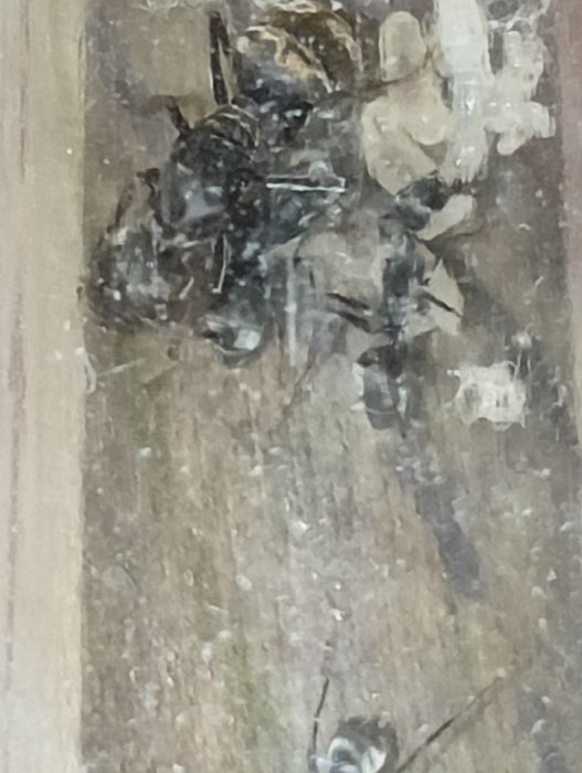 Camponotus parius