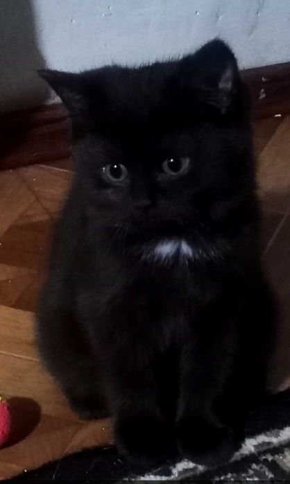 ПРОДАЕТСЯ(⁠ ⁠ꈍ⁠ᴗ⁠ꈍ⁠)
Красивая -КОШЕЧКА Скоттиш  страйт.