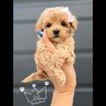 maltipoo bichpoo poochon red lok badania paszport wyprawka