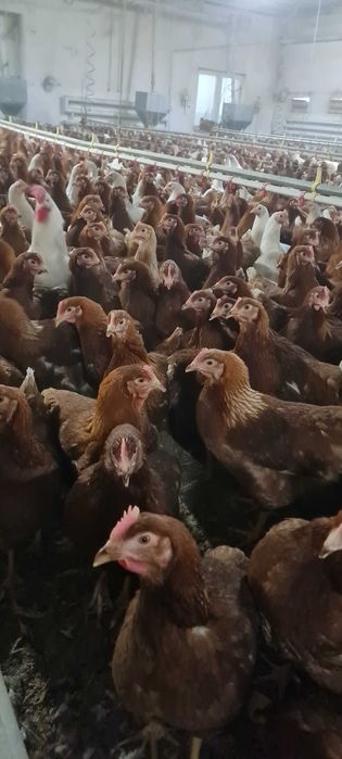 Kury nioski młode z pierwszym jajkiem.Dzwoń pytaj o szczegóły.Promocja