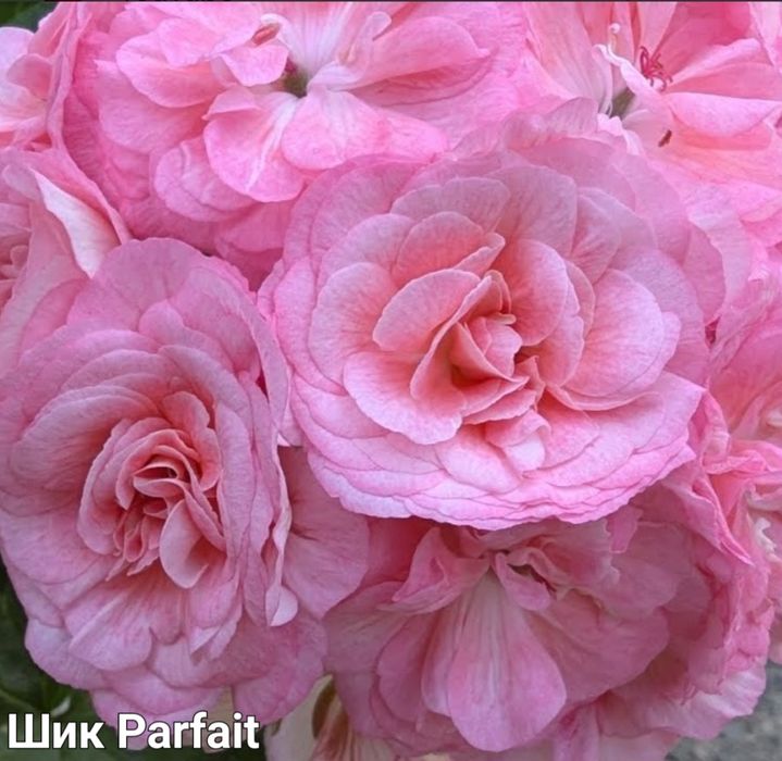 Пеларгонія Зірка Водолія,Шик Parfait, Grand prix,ТА Лімончелло