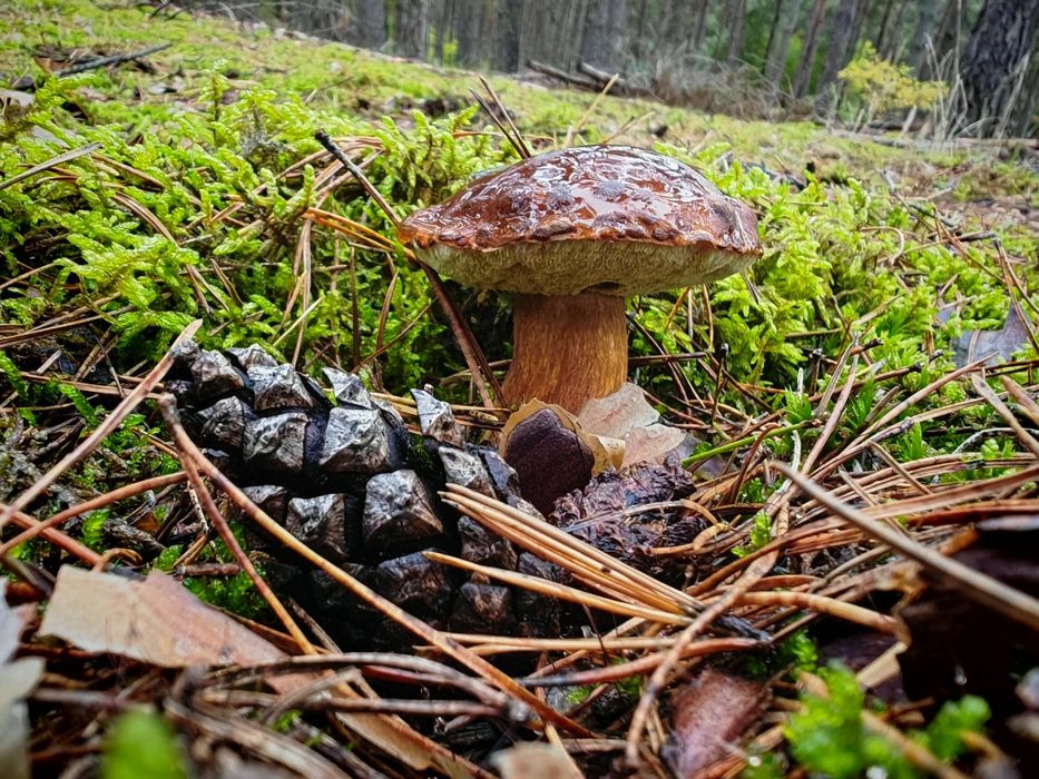 Suszone podgrzybki 500g