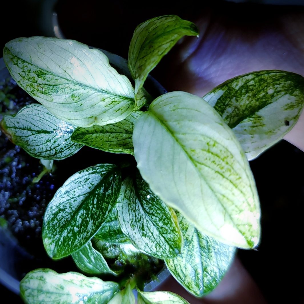 Anubias nana  pinto