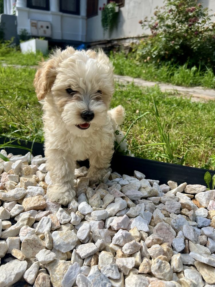 Piesek Maltipoo F1