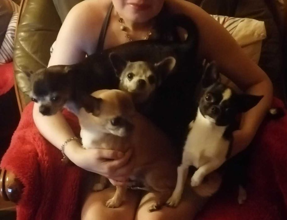 Чихуа-хуа несет голубой,лиловый,шоколадный ген.Вязка-не продажа!