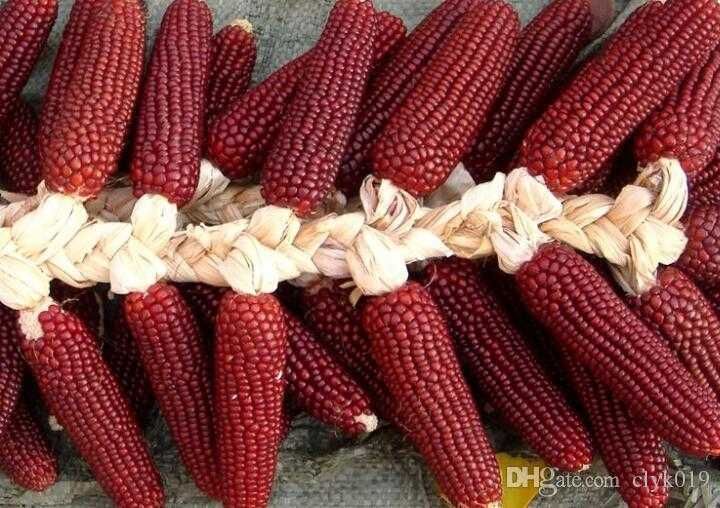 MILHO RUBY VERMELHO - Adaptado a Portugal