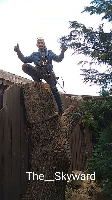 Спилить дерево без вышки. Арборист, г.Днепр.