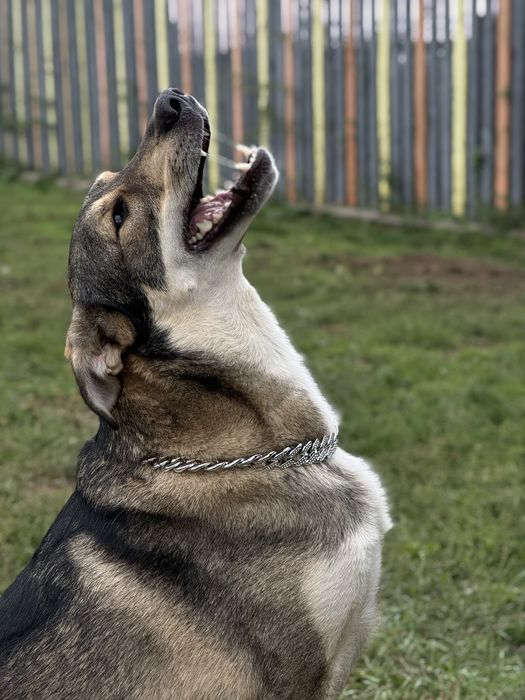 Велика собака з притулку