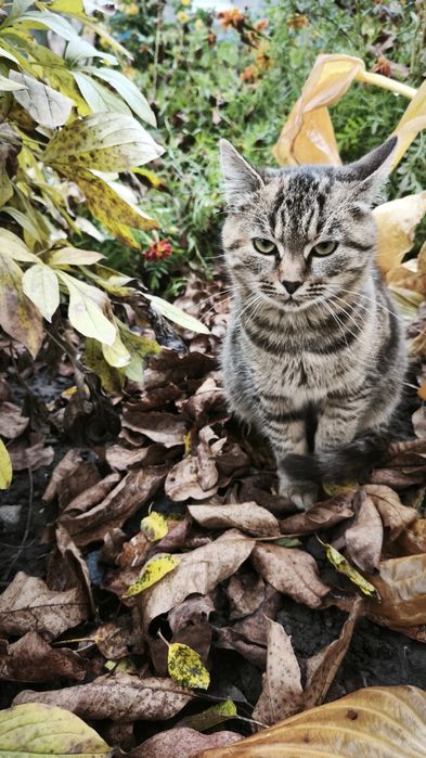 Віддам кошеня в хороші руки
