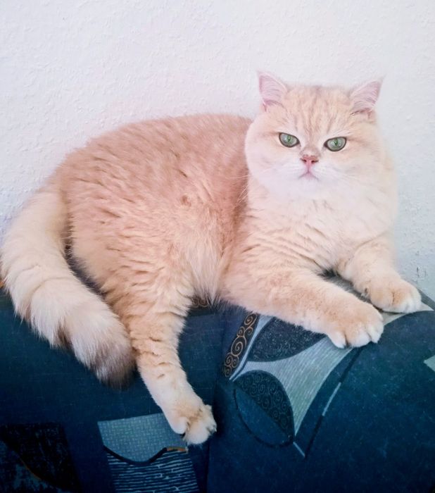 Kotek brytyjski  do płatnej adopcji