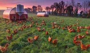 Kury Messa Rossa Lohman Leghorn i inne z wolnego wybiegu! Nioski młode