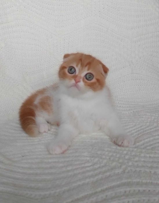 Симпатичный и харизматичный котенок-девочка породы Скоттиш Фолд. Киев