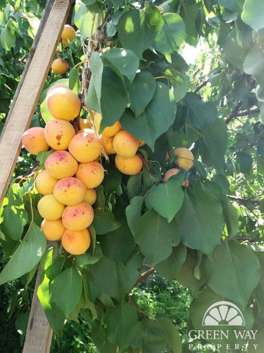 Продаж Терміново будинок с.Красне 160м2 25соток