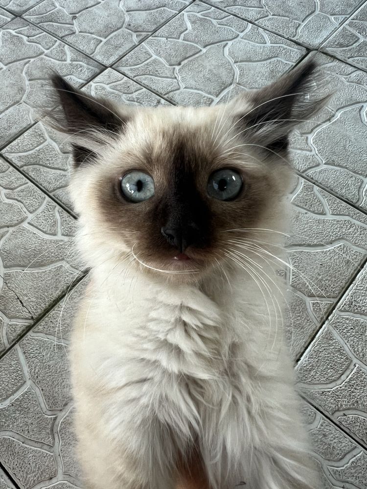 Сіамський котик хлопчик