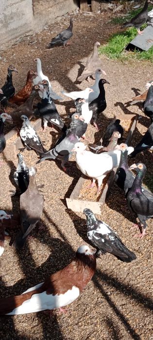 Gołębie kariery, widyny, niemieckie wystawowe