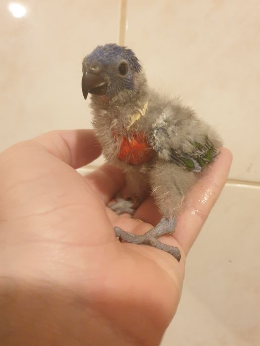 Loris molucano bebé