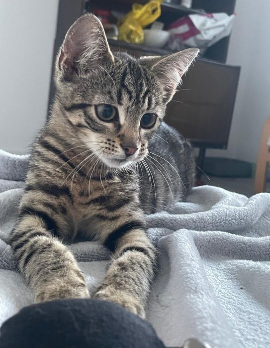 7 mieś.Riko wypatruje swojego człowieka