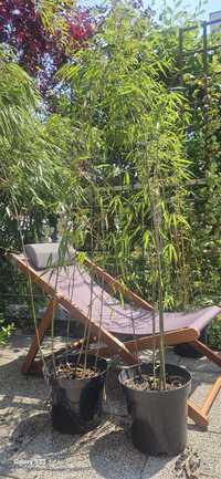 Duże rośliny-unikalne bambusy kępowe