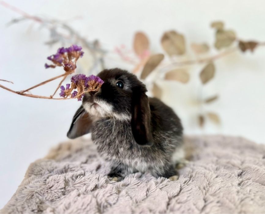 Króliczki Karzełki teddy - najmniejsza rasa dlugowlosa i Mini lopki