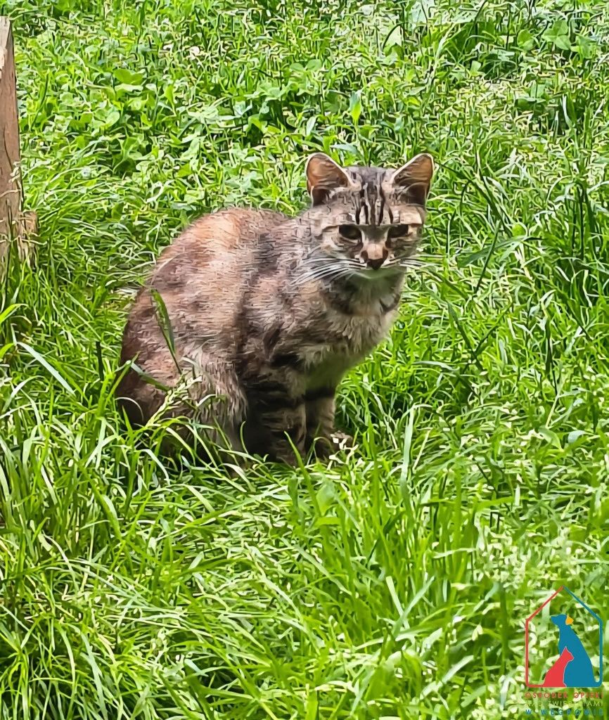 Biśka 88/25 - SZUKA DOMU!