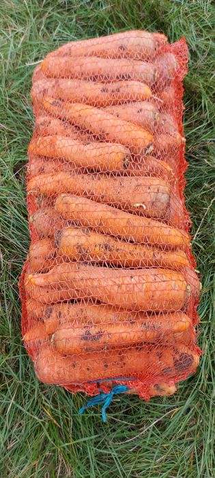 Продам моркву буряк цибулю картоплю капусту